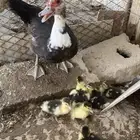 بطه عليها فروخ