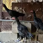 دجاج شامو الماني