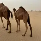 قعدان 2 للبيع