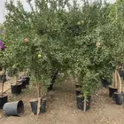 رمان جميع الأحجام مثمر نجران