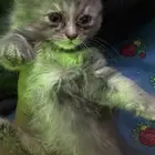 قط تبني عمر شهرين