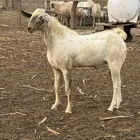 فحل بيشي اعفر