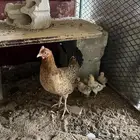دجاجه بلدي معها صوص