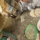 دجاج للبيع فيومي الصحه 100  100