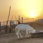 خروف فحل حري