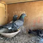 للبيع حمام باكستاني تيدي شينا