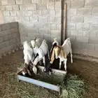 تيوس هولنديه