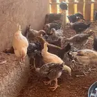 صوص دجاج محصن نظيف