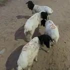 ذبايح برابر مربا شهر ونص