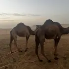 ابكار صفر طيبات وسليمات