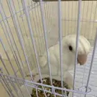 روز ألبينو شبه أليف العمر تقريبا خمسة شهور الجنس غير محدد