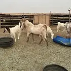 تيس فحل صنف
