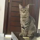 قطط لتبني