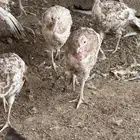 رومي عمر 8 اشهر فما فوق 24 حبة