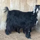 عنزمعها تيس وجفرة