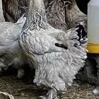 براهما بيور