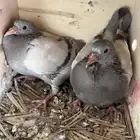 فروخ حمام فرنسي سلفر جامبو