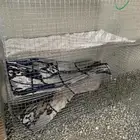 بط بلدي تحته فروخ كبار وا شبوك شل