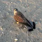 للبيع شبوط او باشق