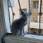 قط للبيع