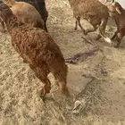 سواكني حمري مرابي