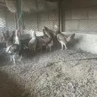 للبيع دجاج مزرعه شرط الصحه والانتاج
