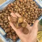 تمر نبوت سيف فلة