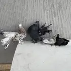 للبيع حمام رقاصي منتج