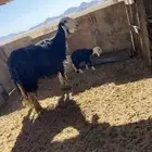 نجديه بريه معه خروف للبيع