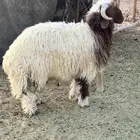للبيع ذبايح نعيم بلدي