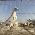 حمام