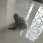 فرخ روز مع ملاحقاته