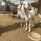 تيوس للبيع