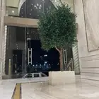 شجر زيتون صناعي داخلي تفصيل