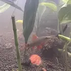 سمك قرش رينو فيش بصحة ممتازة للبيع عدد اثنين