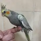 فرخ كروان(تم البيع)