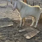 فحول هولنديات مشروكة مع عوارض صنف