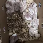 فروخ روز البينو