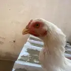 طقم سندي فاخر