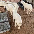 بهم حري ثلاث طليان ثلاث رخال