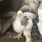 دجاج براهما