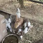 ارانب للبيع