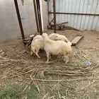 كباشه للبيع