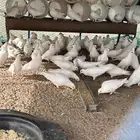 حمام فرنسي سوبر جانبو