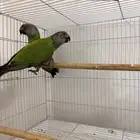 بغبغاء سينغالي