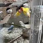 روز