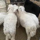 طليان