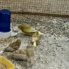 كناري طبات  (تم اللبيع)