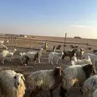 غنم نعيم منوة القناي