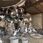 حمام